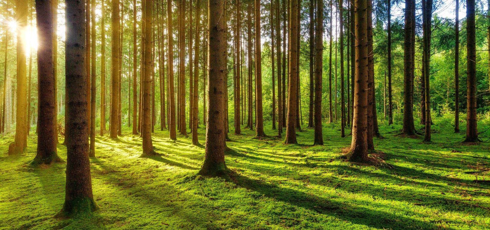 Skup lasu z&nbsp;powierzchnią