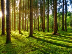 Skup lasu z&nbsp;powierzchnią